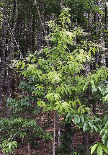sourwood - Oxydendrum arboreum