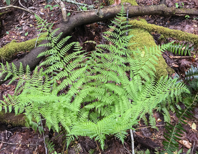 fancy fern - Dryopteris intermedia