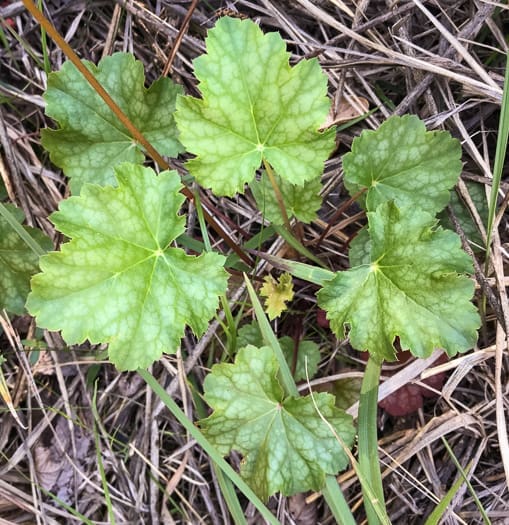 American alumroot - Heuchera americana