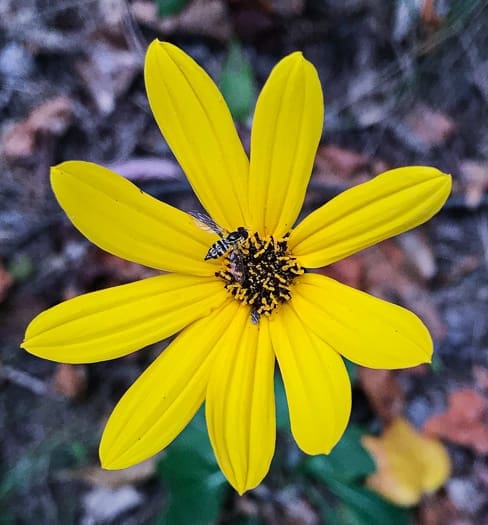 Appalachian sunflower - Helianthus atrorubens