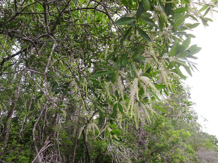 swamp titi - Cyrilla racemiflora