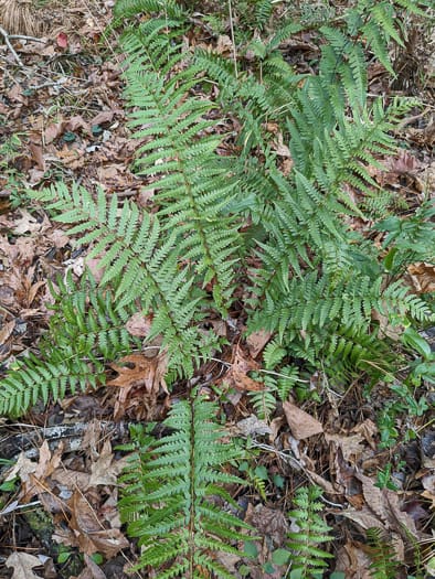 southern woodfern - Dryopteris ludoviciana