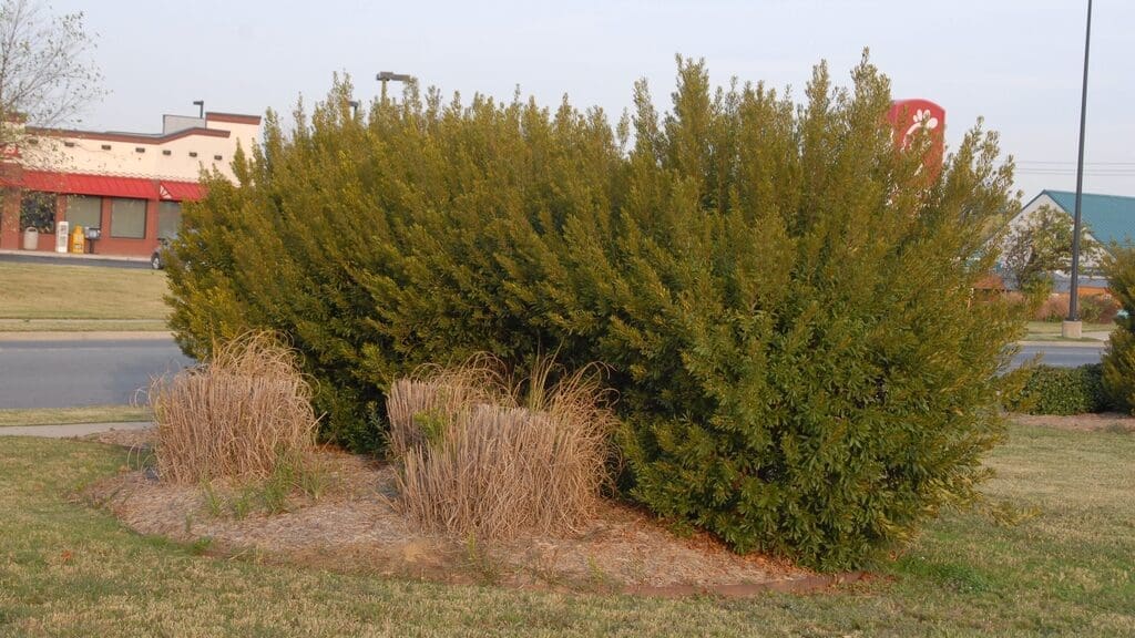 Semi Di Wax Myrtle Southern Morella Cerifera – Pacco Da 50+ Semi Per Pianta Da Giardino