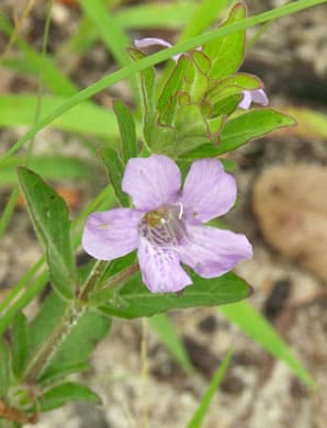 blue twinflower - Dyschoriste oblongifolia