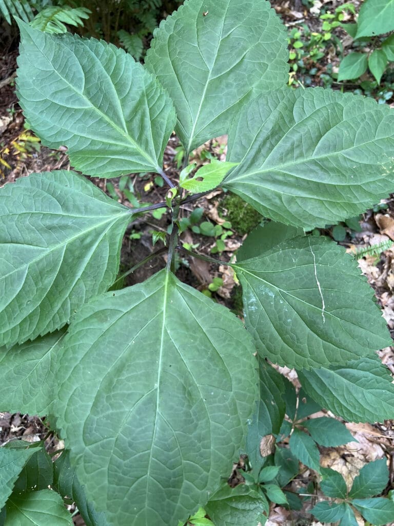 Richweed Roots Midlands Field Trip To Lynch's Woods | South Carolina Native Plant Society