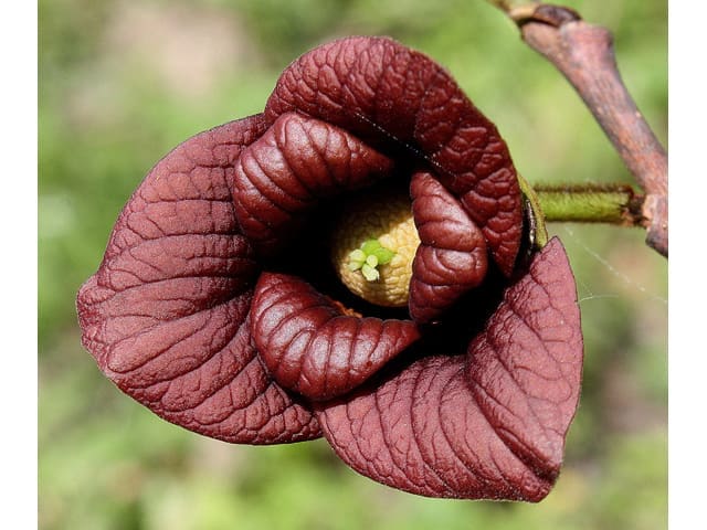 Pawpaw (Asimina triloba)