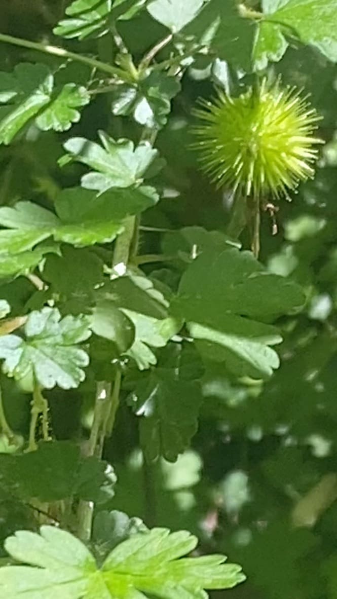 Florida gooseberry (Ribes echinellum)