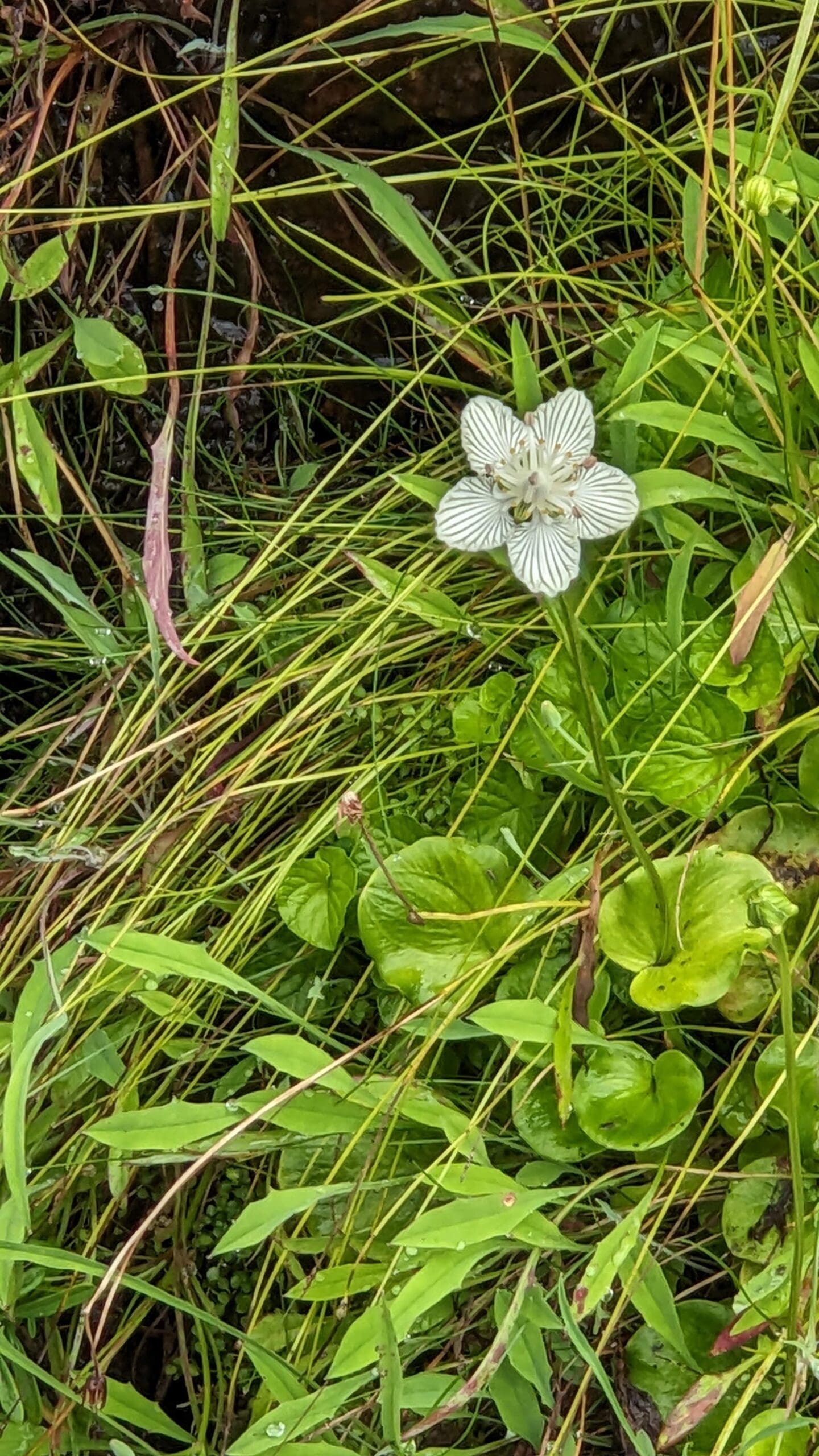Grass-of-Parnassus