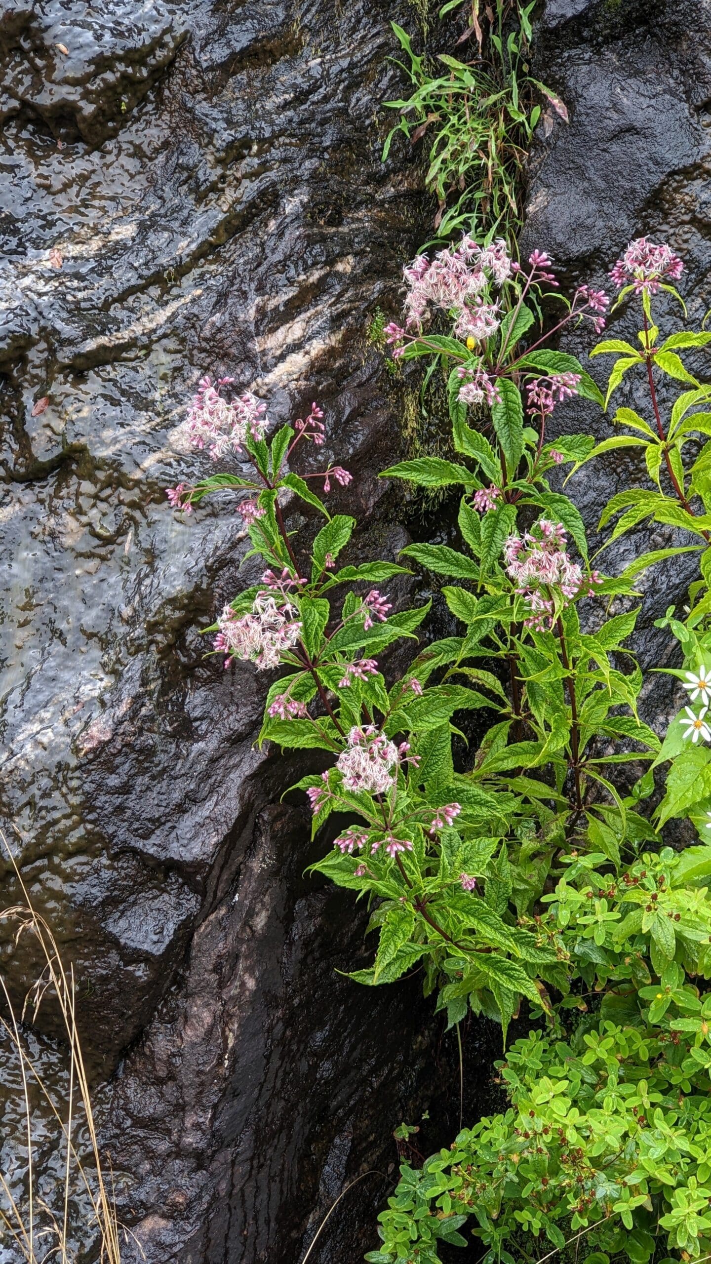 Joe Pye weed