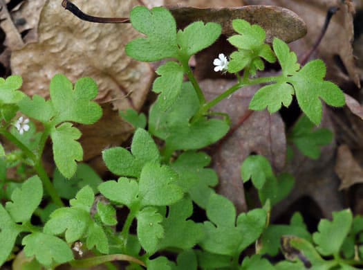 Nemophila aphylla