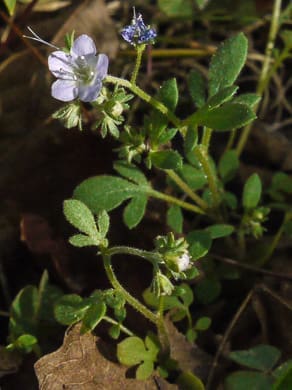 Phacelia dubia