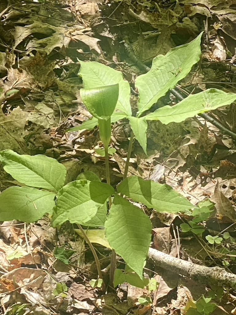 Preacher John (Arisaema quinatum)