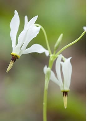Shooting stars (Primula meadia)