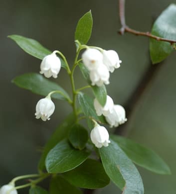 Sparkleberry (Vaccinium arboreum)
