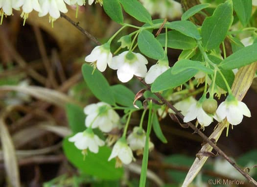 Southern deerberry (Vaccinium stamineum)