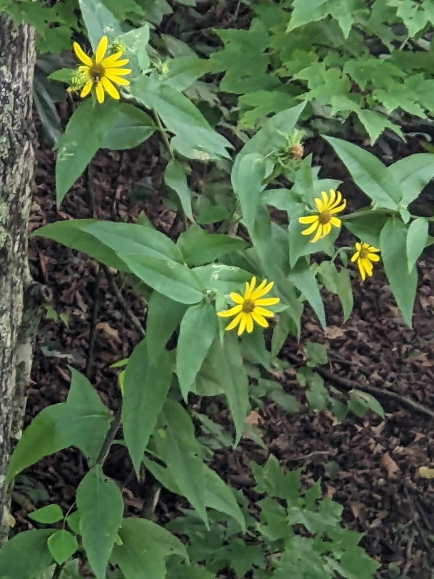Woodland sunflowers