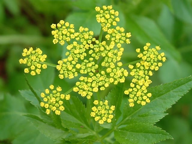 Golden alexander (Zizia aurea)