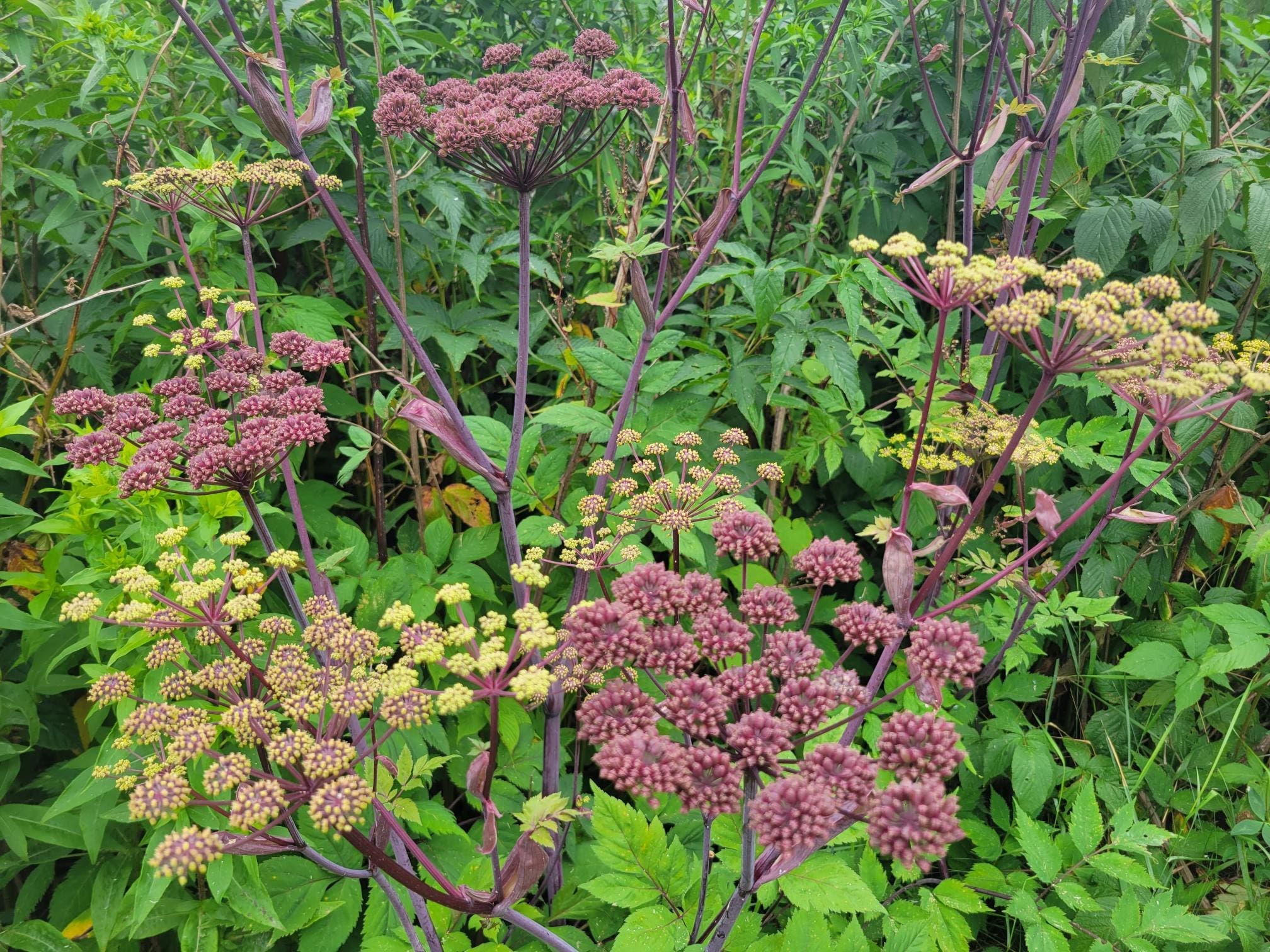 Angelica triquinata