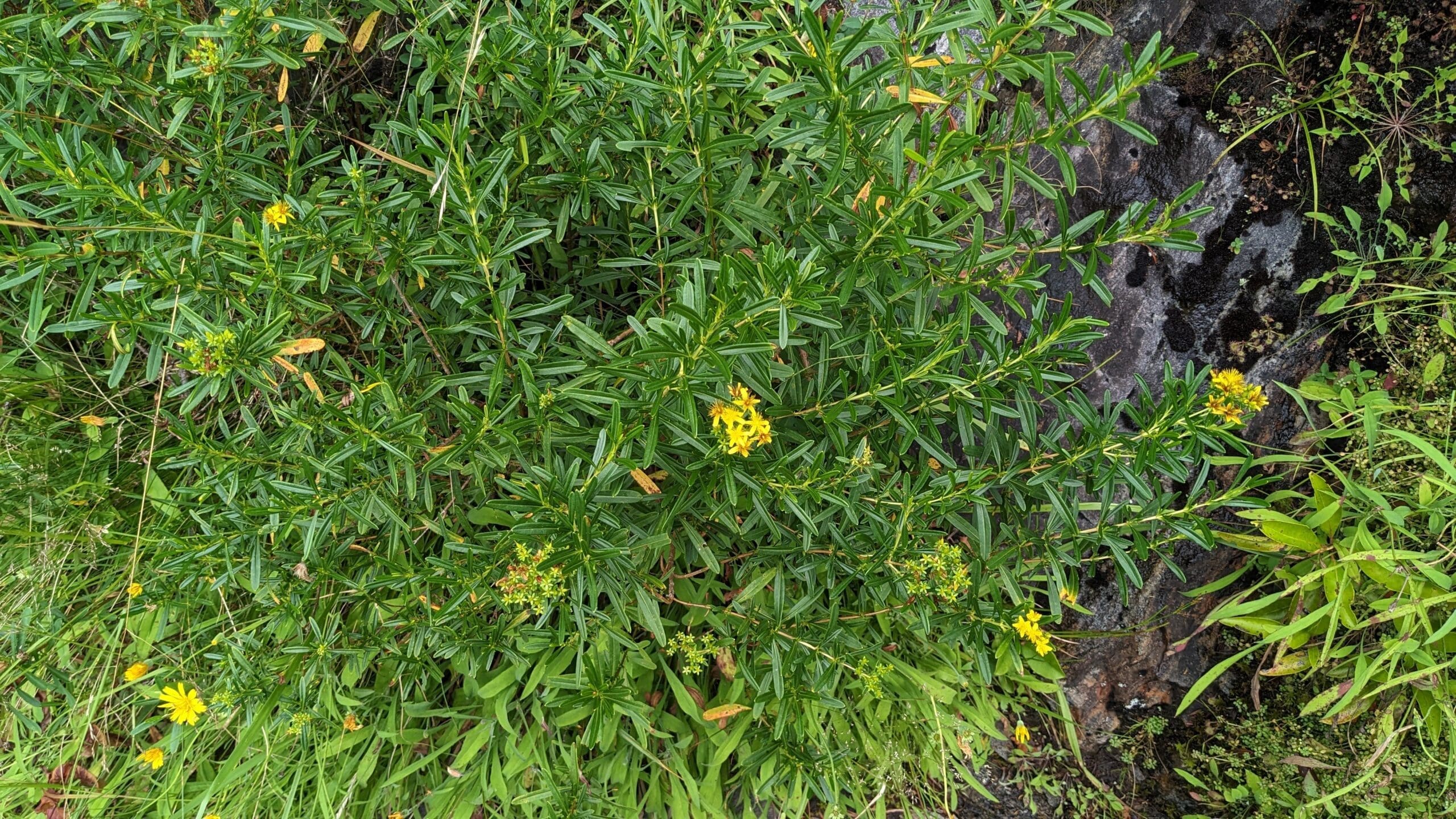 Bushy St. John's Wort