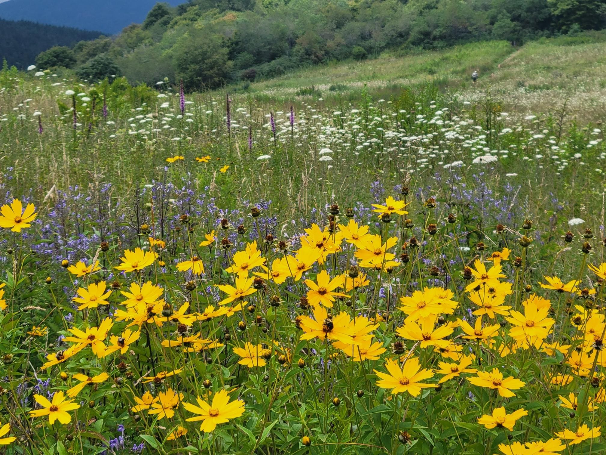 Mountain meadow flowers