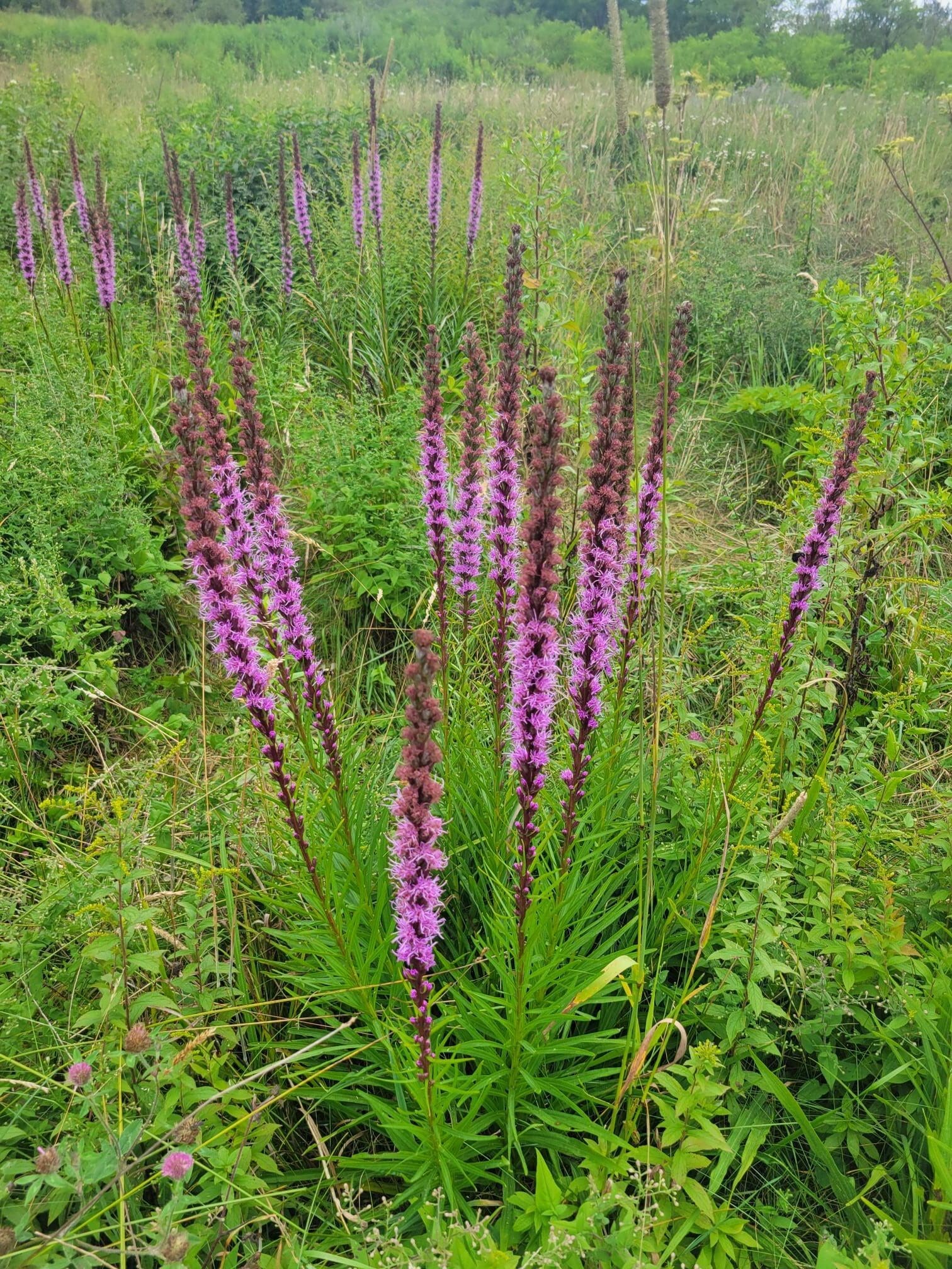 Liatris spicata