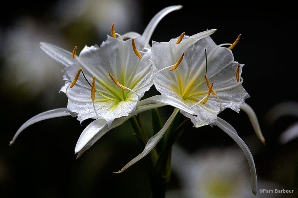 Parks Mill Spider Lilies