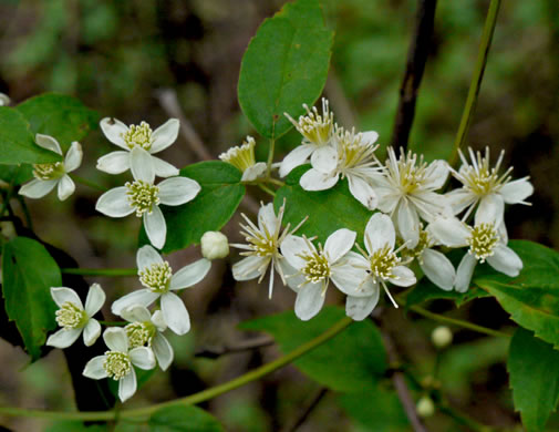 virgin's bower - Clematis virginiana