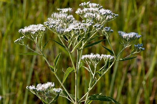 White Boneset - Eupatorium serotinum