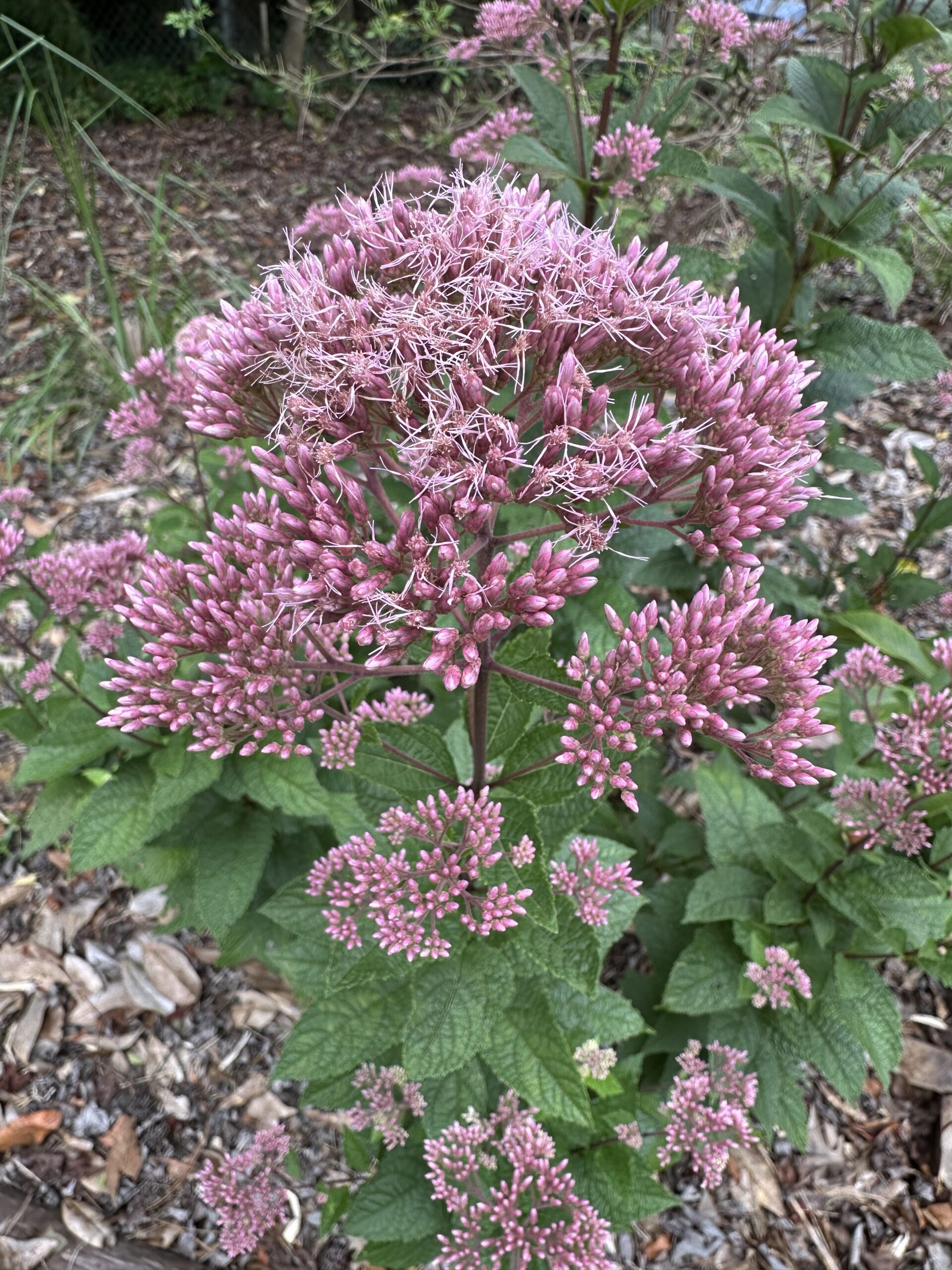 coastal plain joepye - Eutrochium dubium