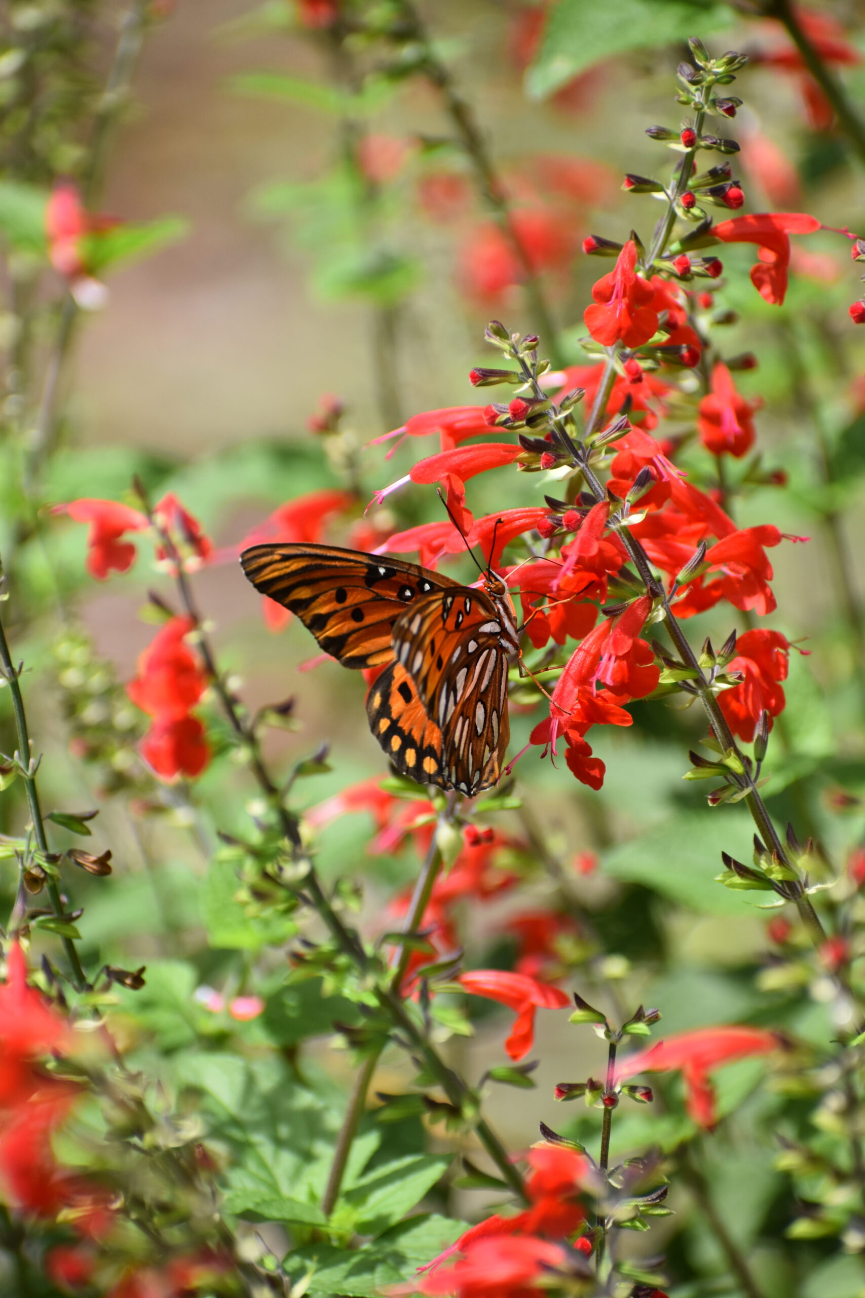 Scarlet sage - Salvia coccinea
