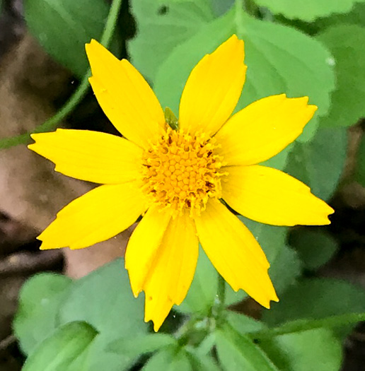 mouse-ear coreopsis - Coreopsis auriculata