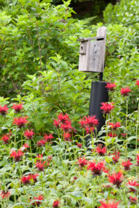 Bee balm and bluebird house