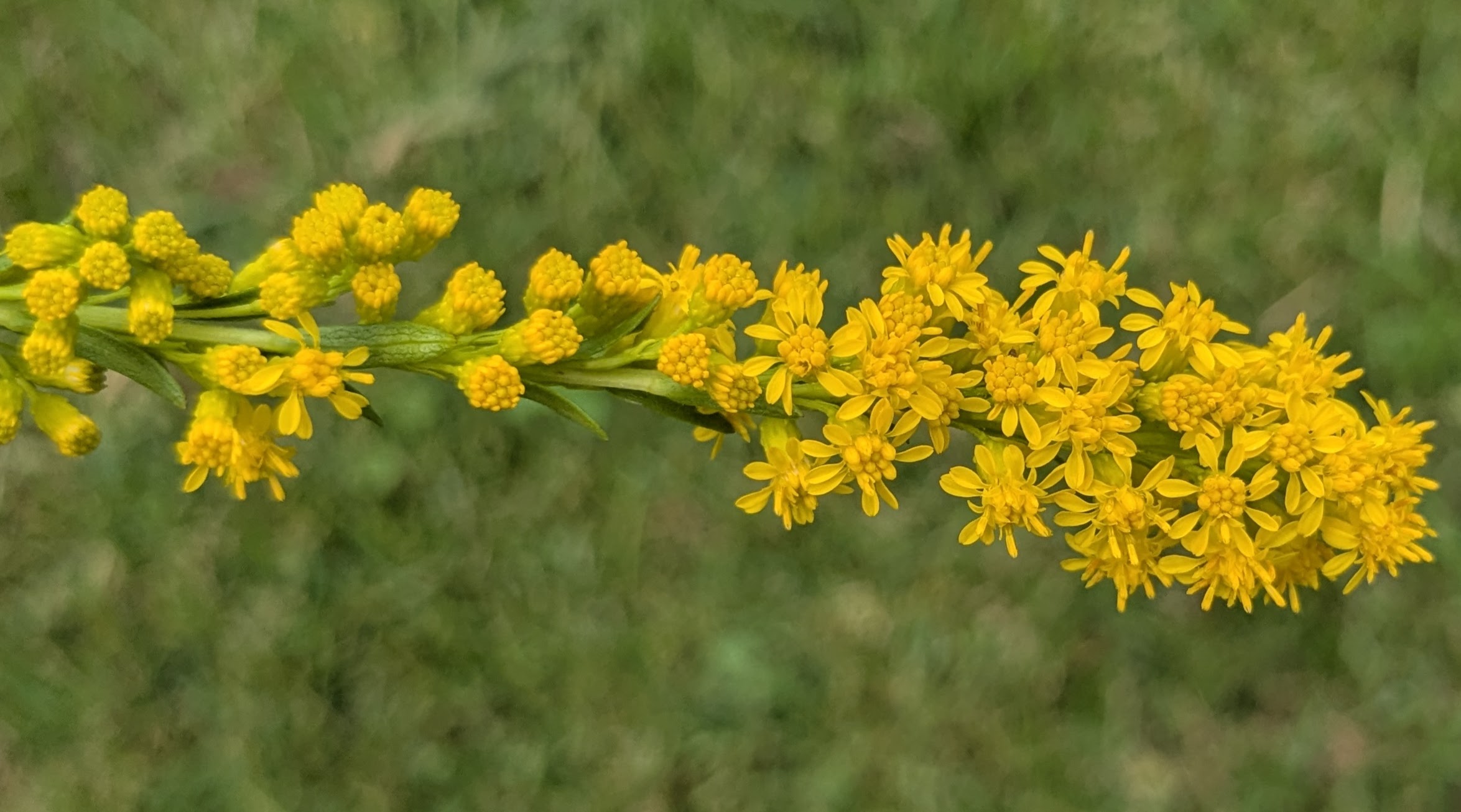 seaside goldenrod - Solidago sempervirens