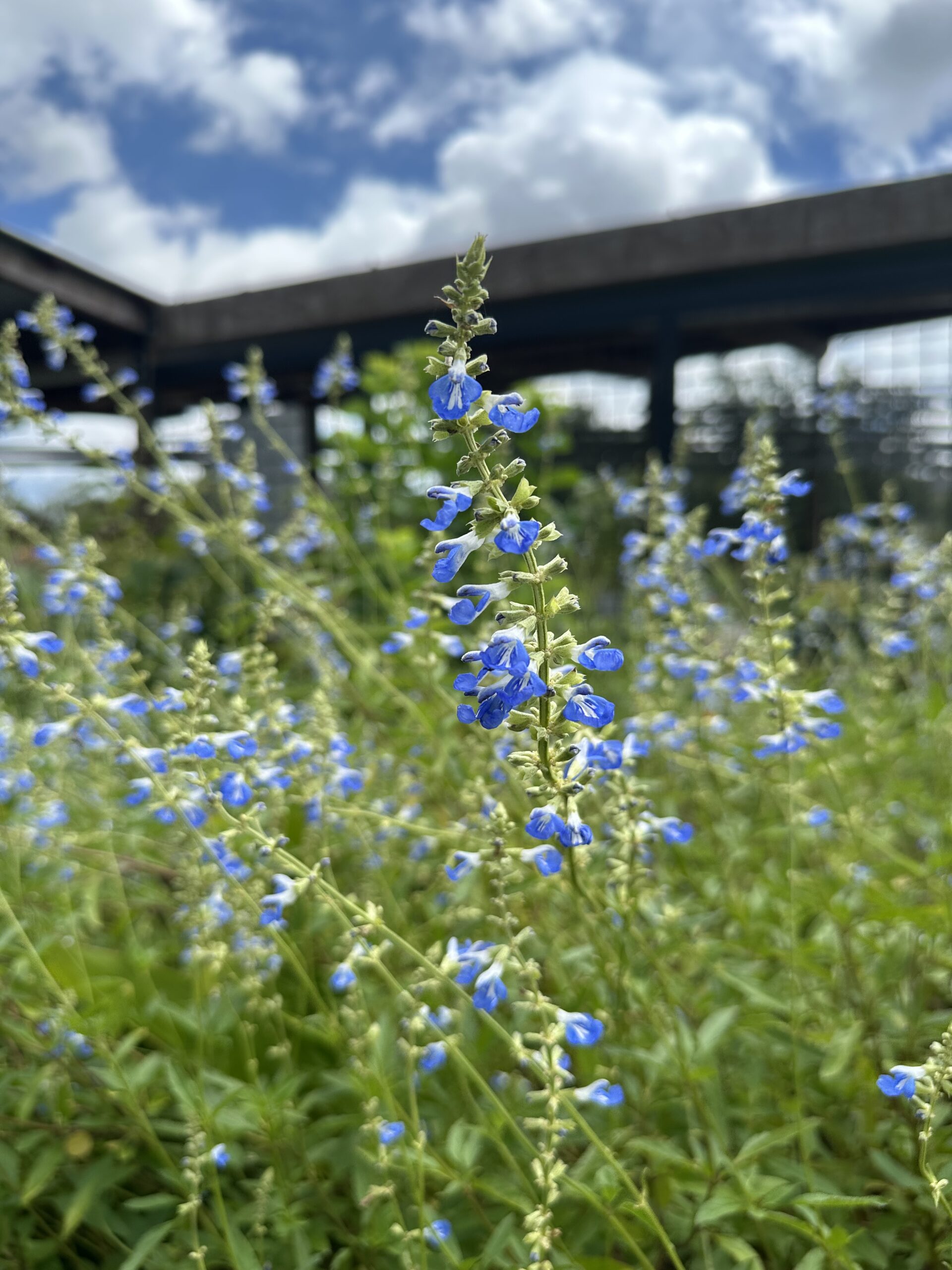 blue sage - Salvia azurea