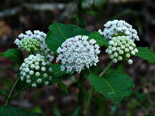 redring milkweed - Asclepias variegata