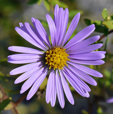 eastern aromatic aster - Symphyotrichum oblongifolium