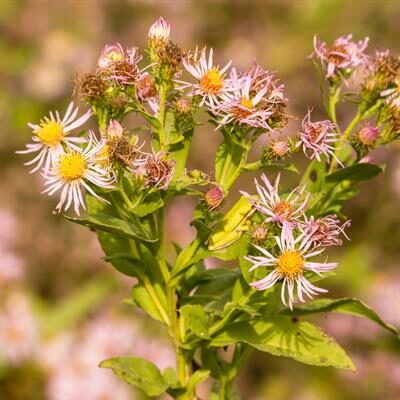 Elliott's aster - Symphyotrichum elliottii