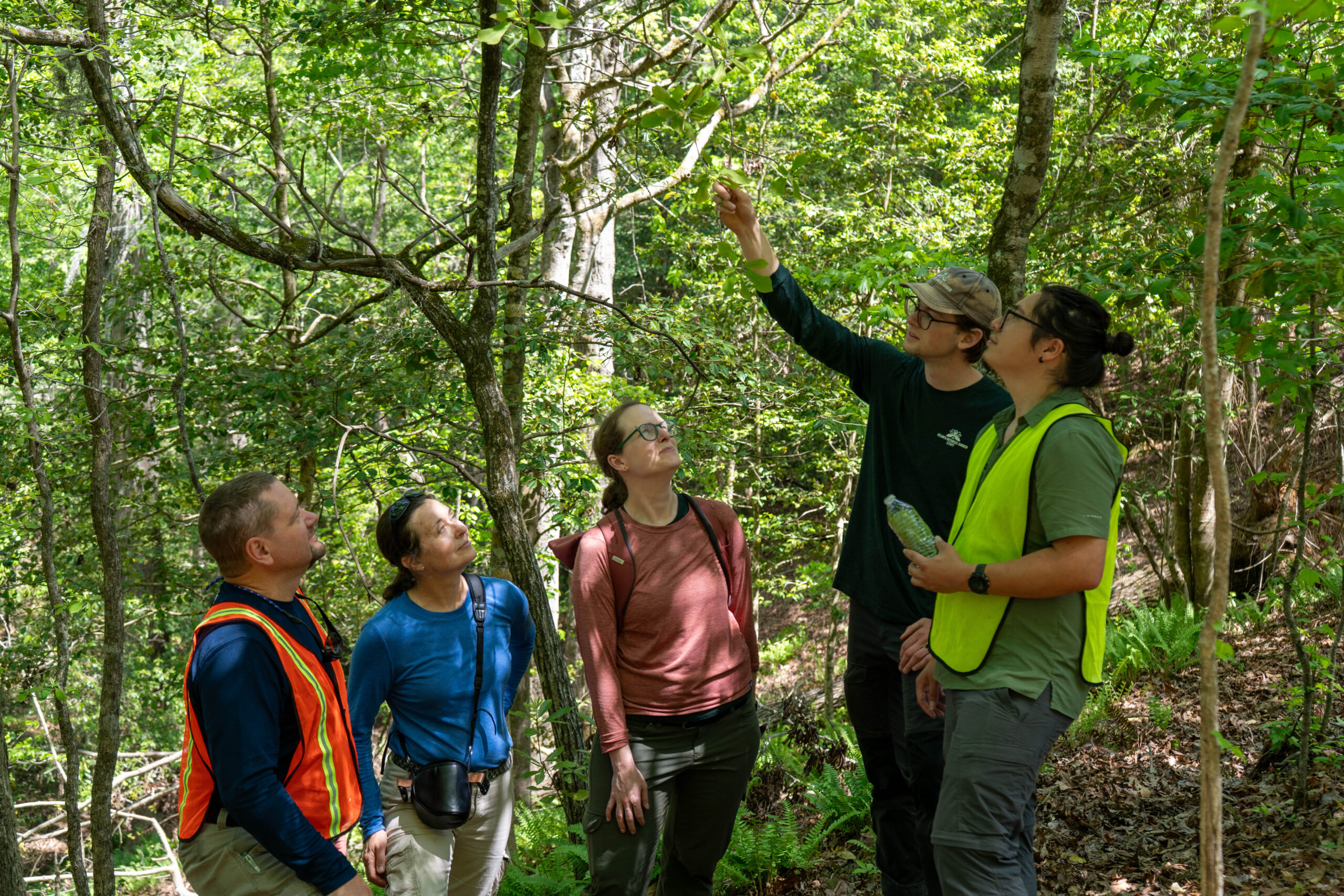 Conservation team identifies wild pyramid Magnolia tree
