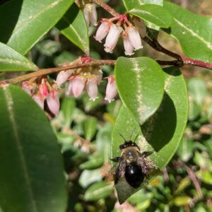 small black and yellow bee on glossy green leaf. the bee is southerastern blueberry bee and the plant is fetterbush (Lyonia lucida)