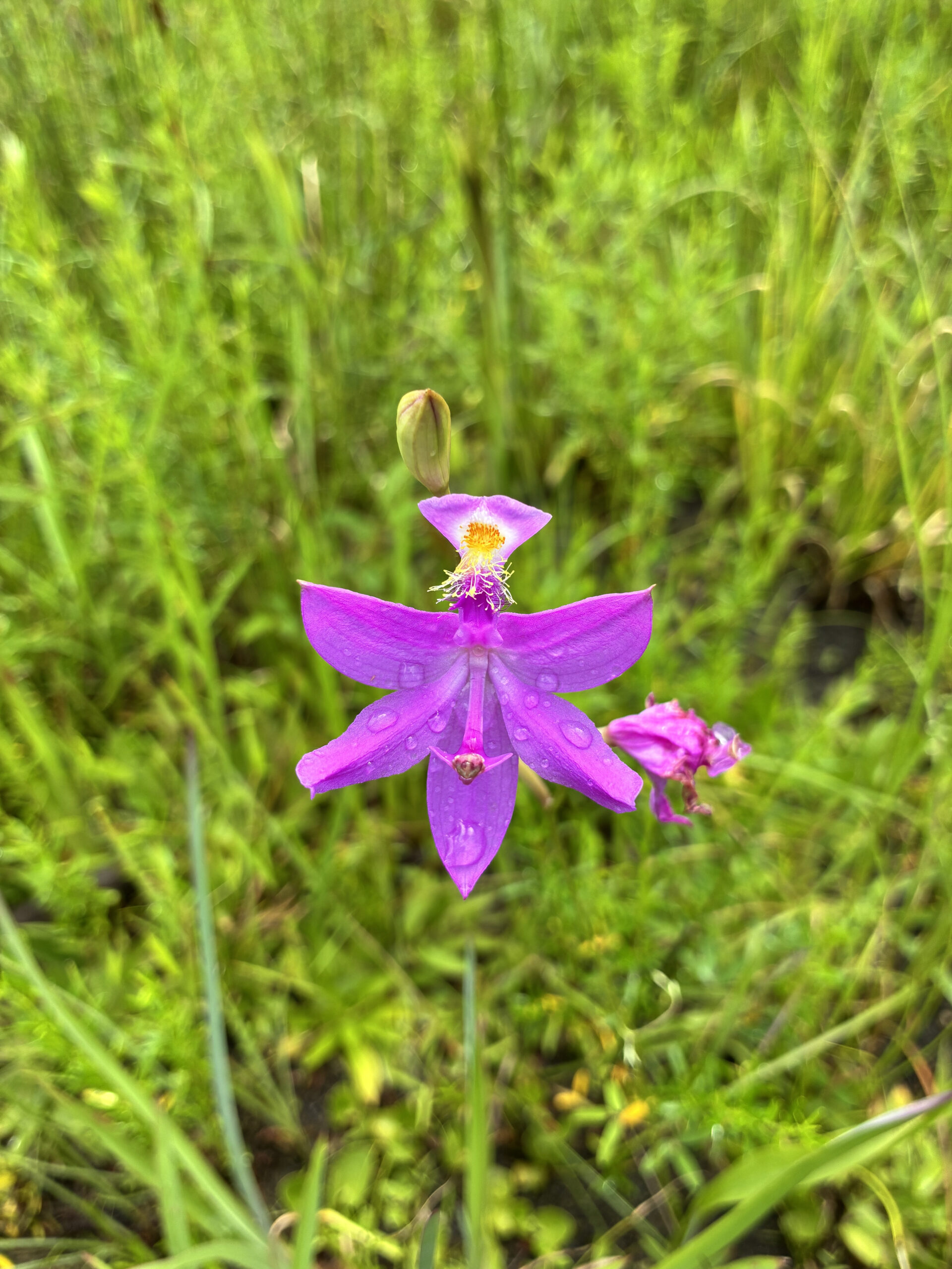 Phot of Grass Pink Orchid