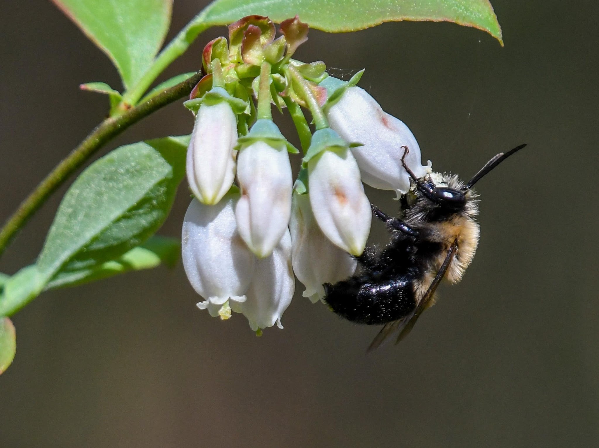 small black and yellow blueberry bee on white blueberry flowers