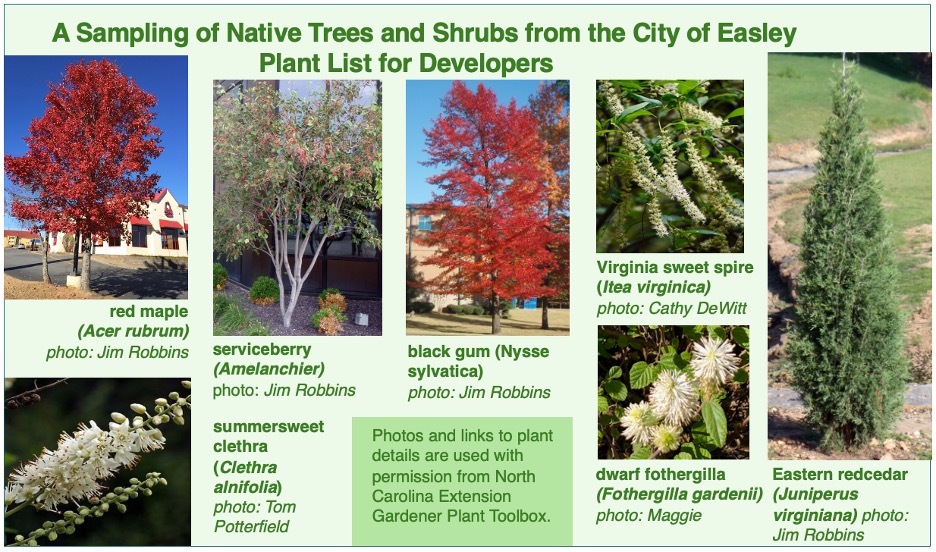 Figure of 7 native tree and shrub species suggested to the city of Easley, including Red Maple and Virginia sweetspire.