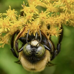 Bee on goldenrod flowers.
