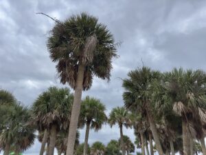 Palmetto Tree
