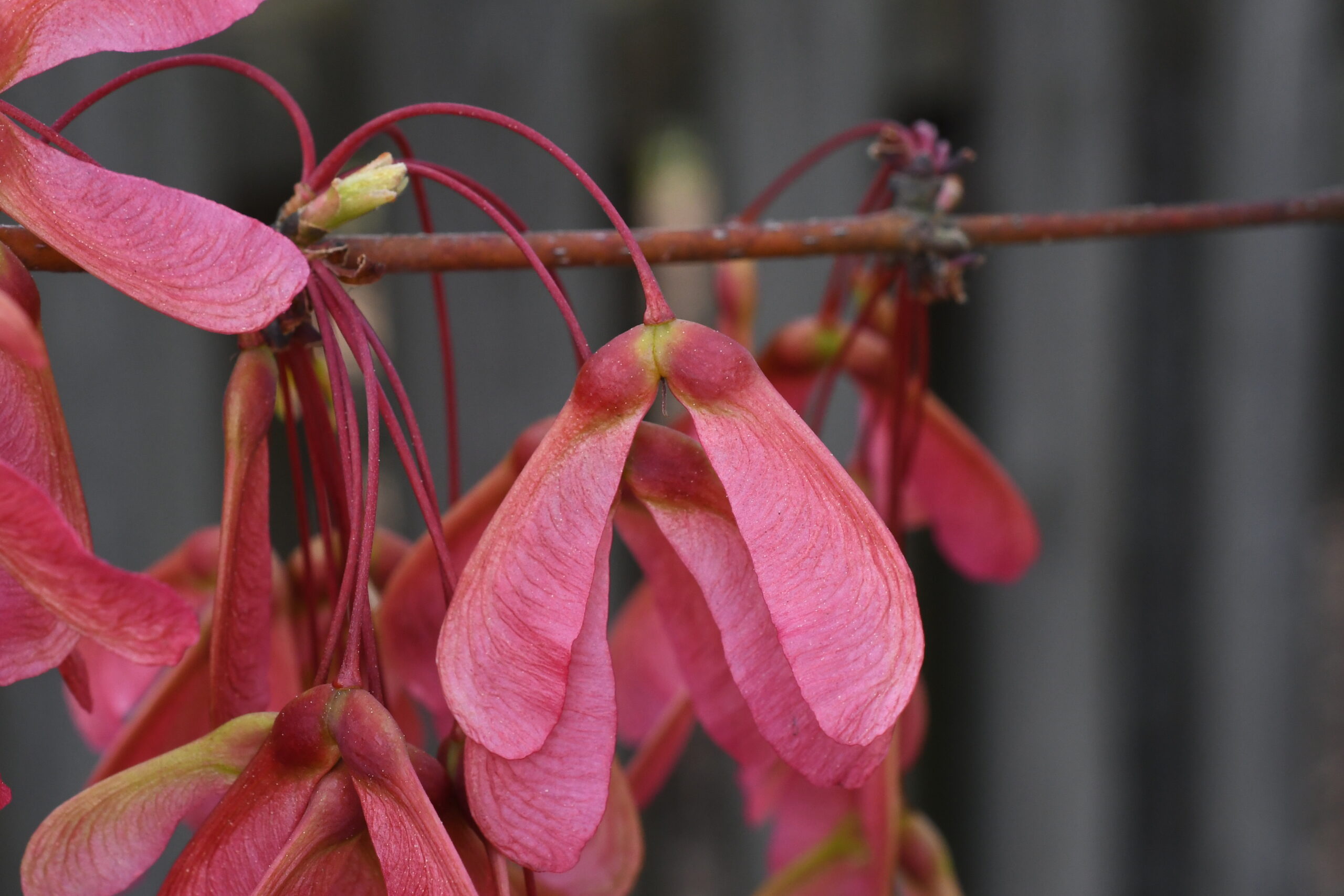 Red Maple Fruits