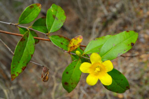 Caroline Jessamine in bloom.