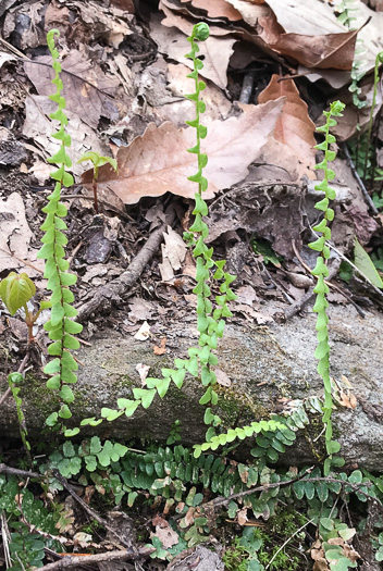 ebony spleenwort - Asplenium platyneuron