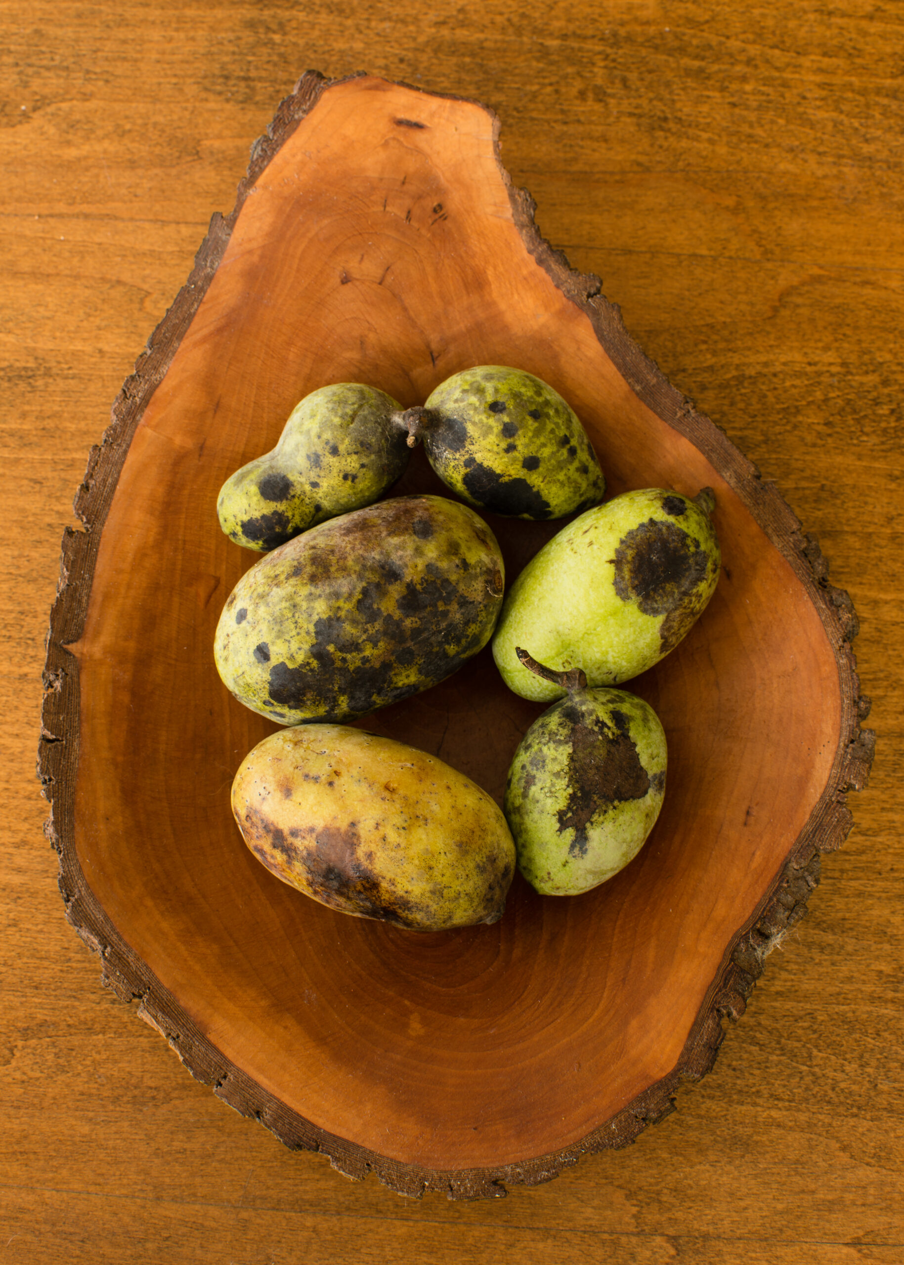 pawpaw - Asimina triloba