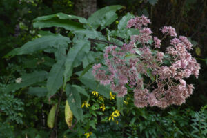 pink flowers of a hollow-stem Joe Pye weed.