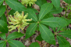 Yellow flowers of a painted buckeye.